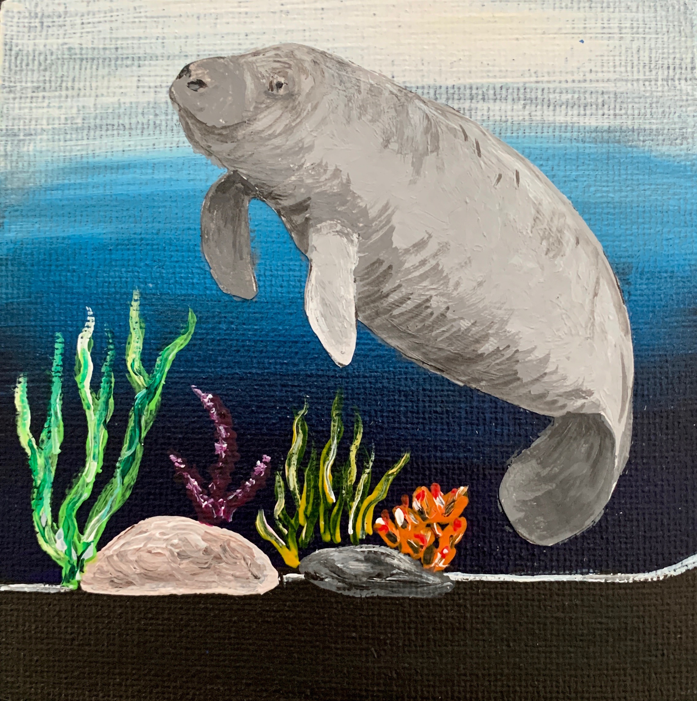 Manatee