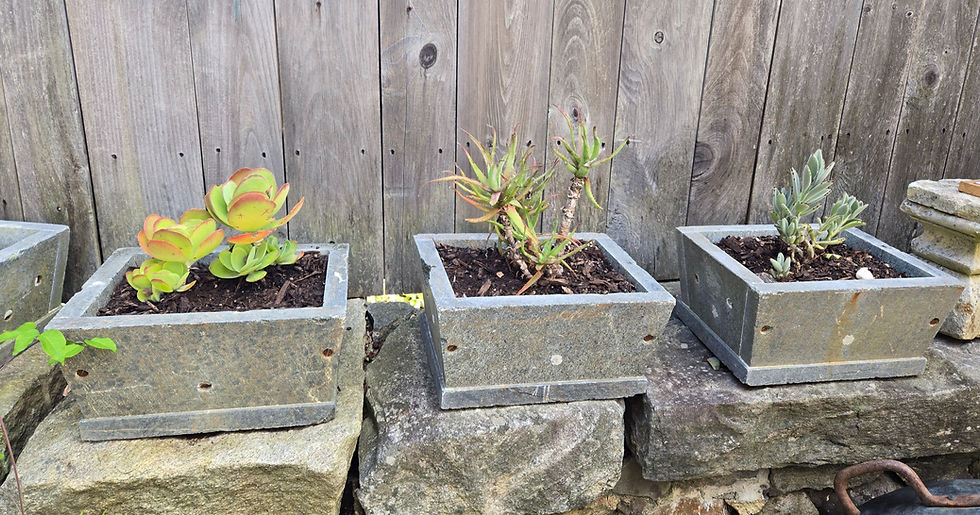 Succulents in gray rectangular stone planters