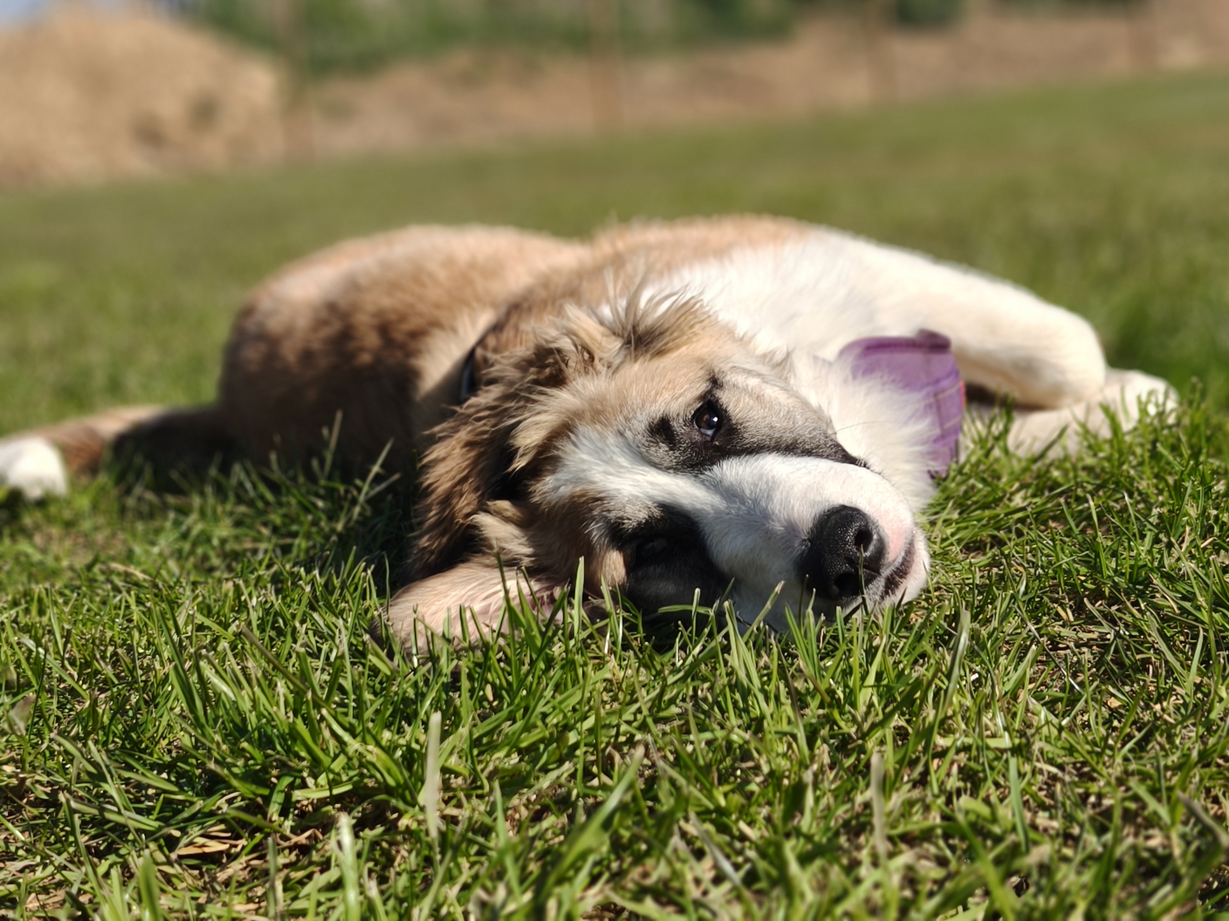 A Dogaholics dog resting in sunlit grass