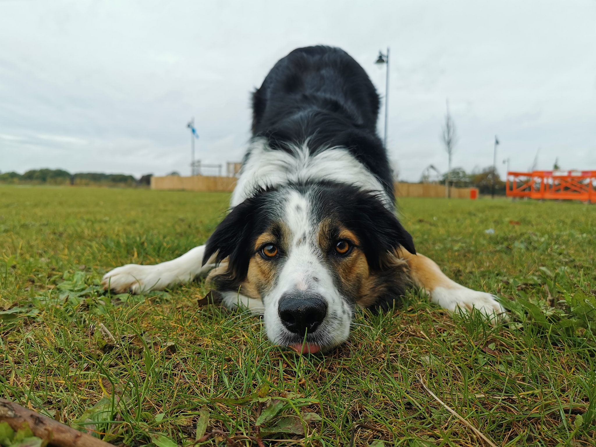 Dog from the Dogaholics one-to-one walking service