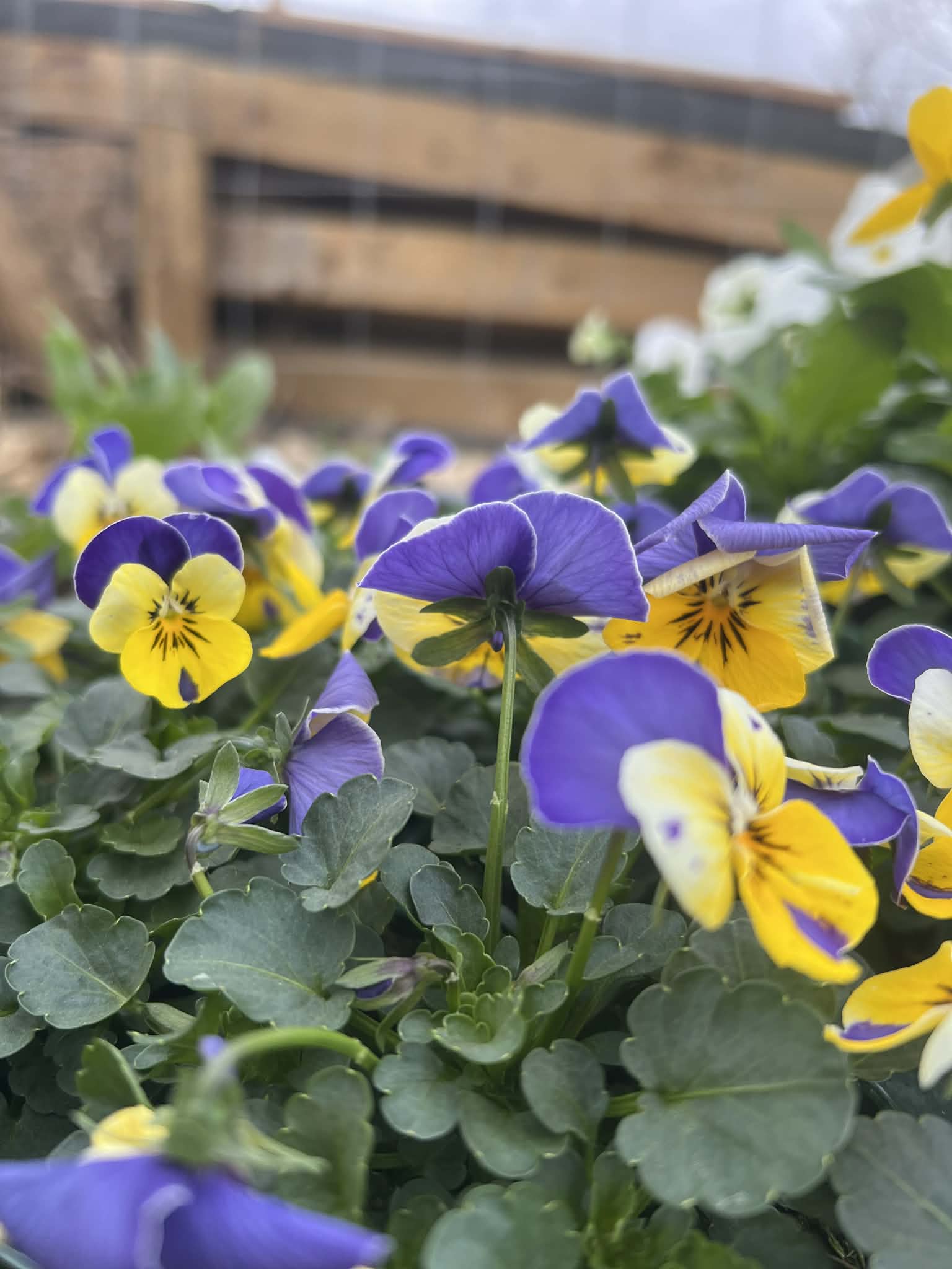 Flowers pictured on the Dogaholics field-hire page