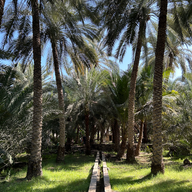 Plantacja daktyli, Ras Al Khaimah, ZEA, Adventurous Camel