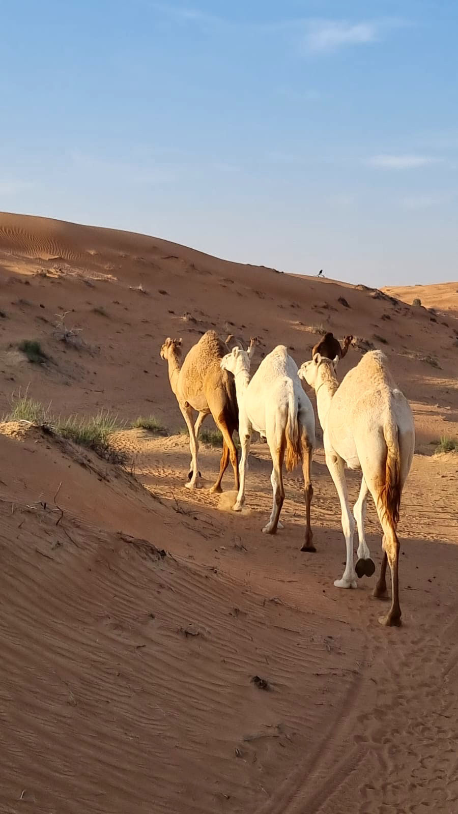 Camel, Desert, Ras Al Khaimah, UAE