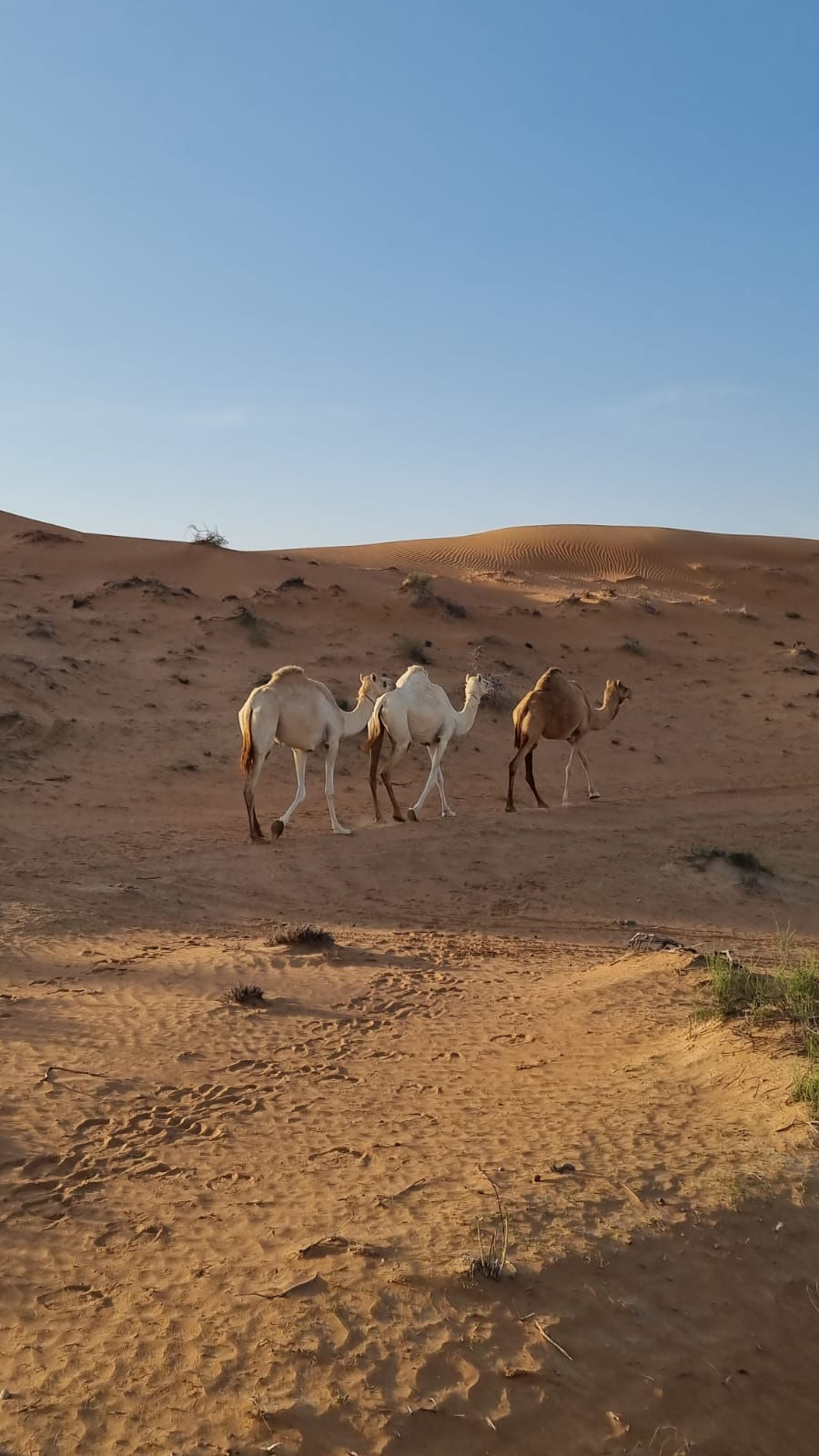 Camel, Desert, Ras Al Khaimah, UAE