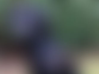 Update On Our Sponsored Guide Dog Ollie