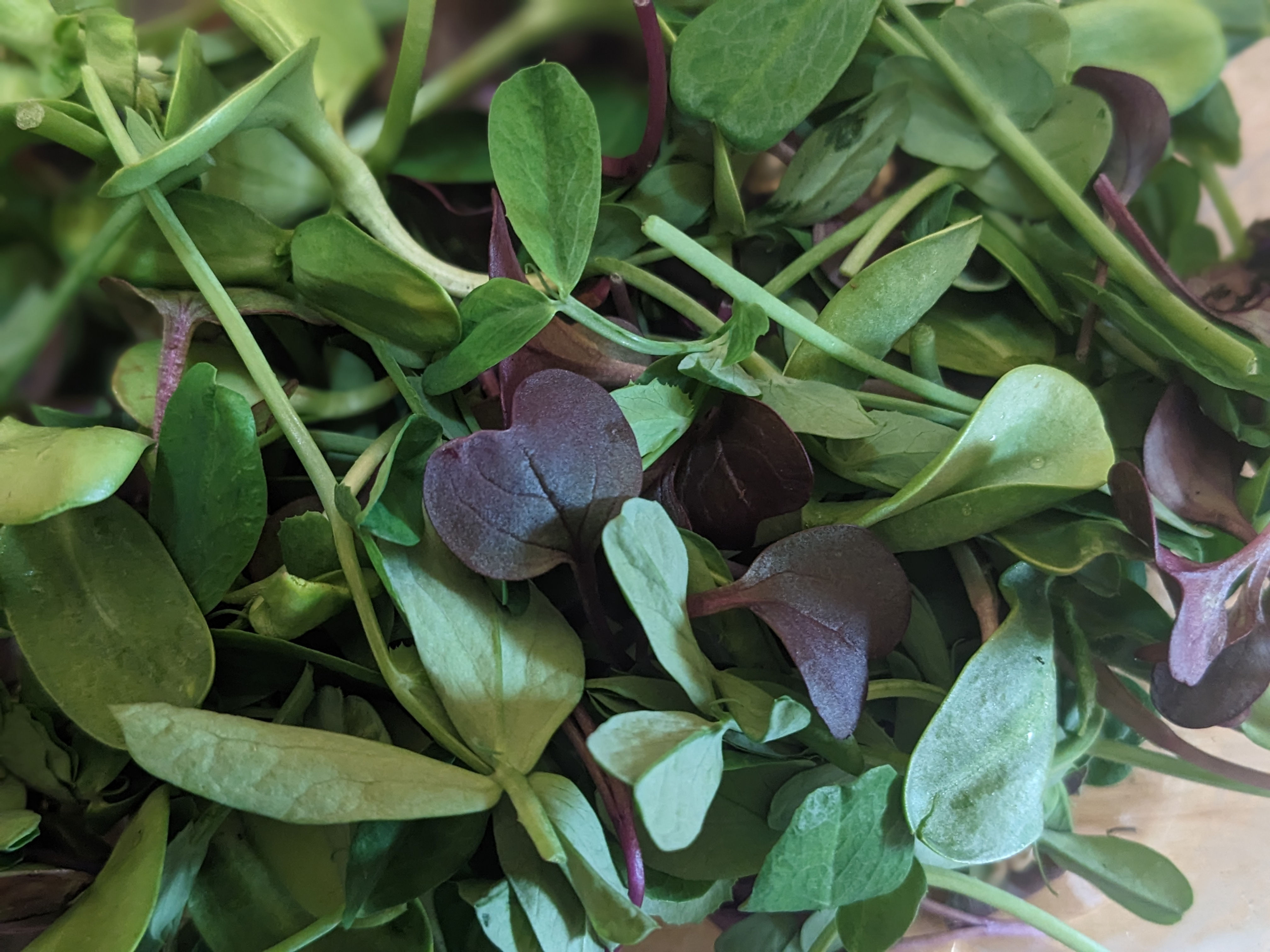 Bluebird Farm Microgreens Add On