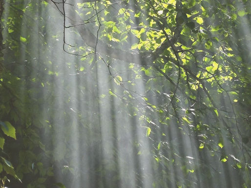 Traumaszenzitív önismeret és mentálhigiéné szimbóluma: stabil fa a természetben.
