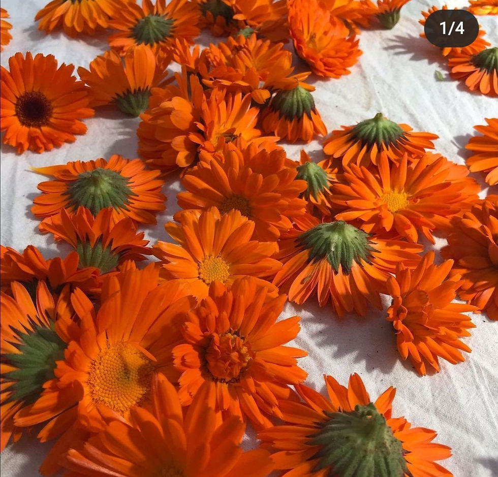 Miniaturebillede: Morgenfrueolie 