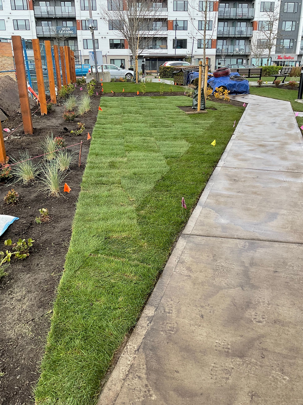 Sod Install in Langford B.C.