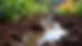 Eye-level view of dense clay soil with water pooling in a garden bed in Victoria B.C.