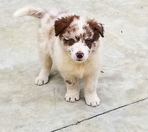 Starla and Noble Litter Pics (22) 2018.j