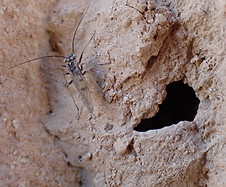 Small insect on mud-filled tafoni