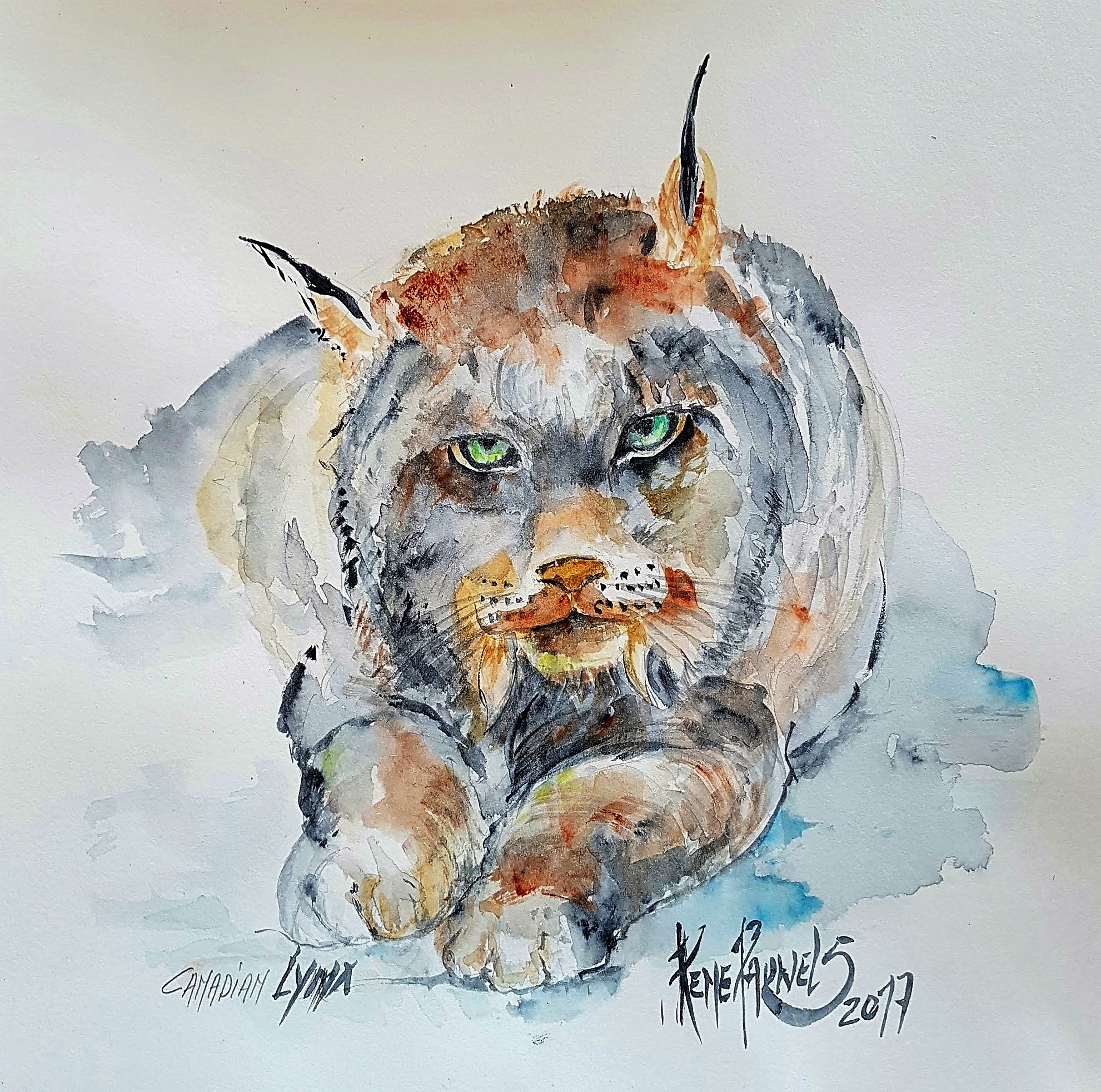 Lynx