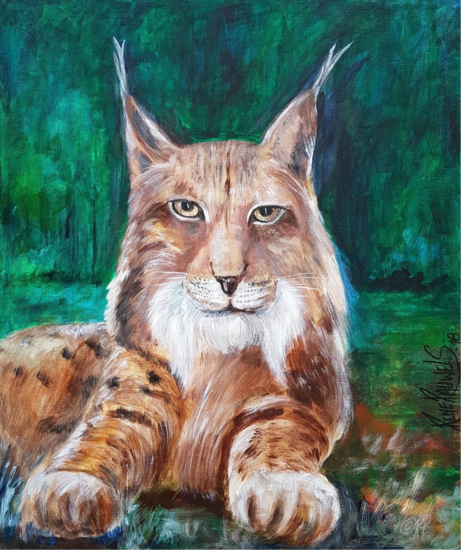 Canadian Lynx