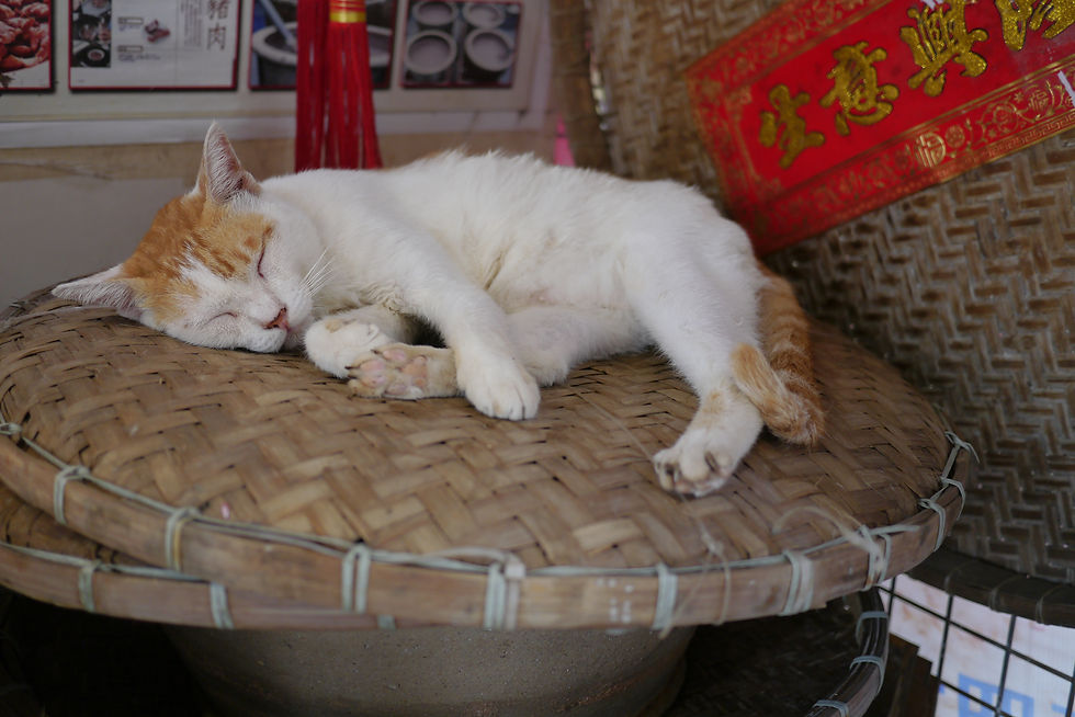 Lazy cat