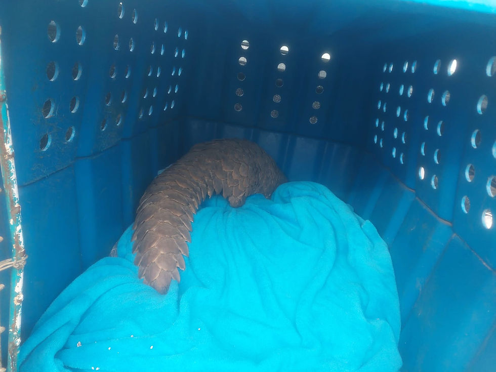 Rescued Pangolin