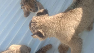SUSPECTS APPEARED IN COURT FOR ATTEMPTED SALE OF LION CUBS