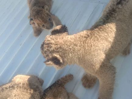 SUSPECTS APPEARED IN COURT FOR ATTEMPTED SALE OF LION CUBS