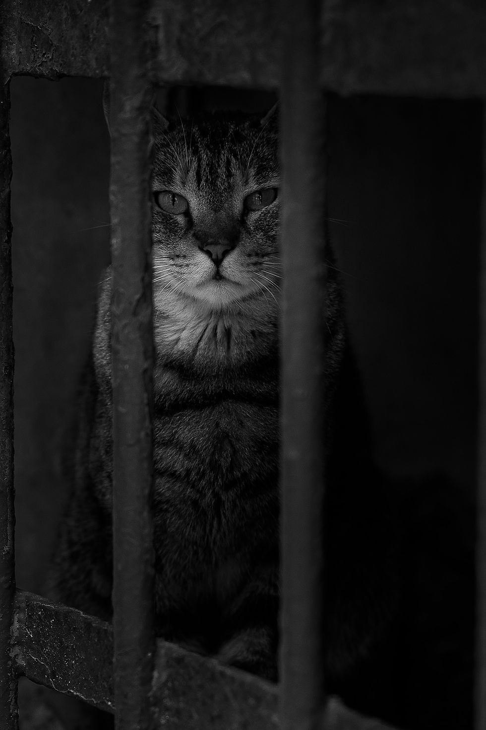 סטוריטלינג בצילום