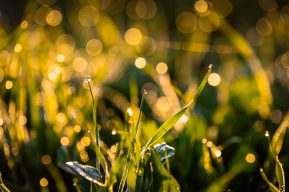 צילום טיפות הטל על עשב במיקוד קרוב בביצוע של כפיר ולר, צלם ומדריך צילום