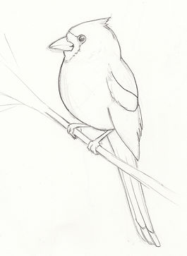 cardinalsketch.jpeg