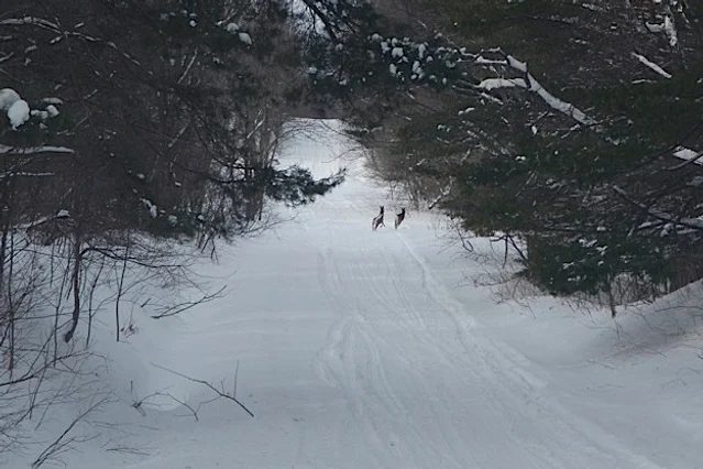 Barnes Corners Sno Pals Snowmobile Club