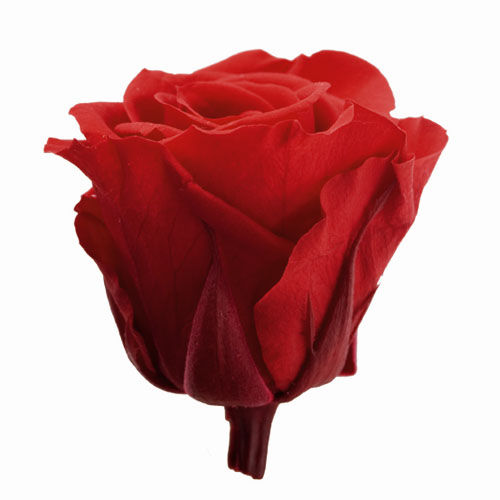 Thumbnail: lose-up of a Blue Margarita preserved spray rose with a box of roses and a red rose for color comparison.