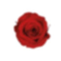 A close-up of a deep Cherry Red preserved spray rose alongside a box of roses for color scale