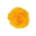 A vibrant Golden Yellow preserved spray rose shown next to a box of roses for color scale