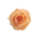 A close-up of a soft Sherbet Orange preserved spray rose alongside a box of roses for color scale
