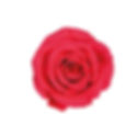 A close-up of a vibrant Hot Pink preserved spray rose alongside a box of roses for color scale