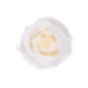 A close-up of a luminous Pearl White preserved spray rose alongside a box of roses for color scale