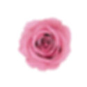 A close-up of a soft Cherry Blossom pink preserved spray rose alongside a box of roses for color scale