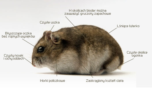 Czy Chomiki Mogą Jeść Chrupki Kukurydziane Budowa ciała, rozród i choroby | chomiki-dzungarskie