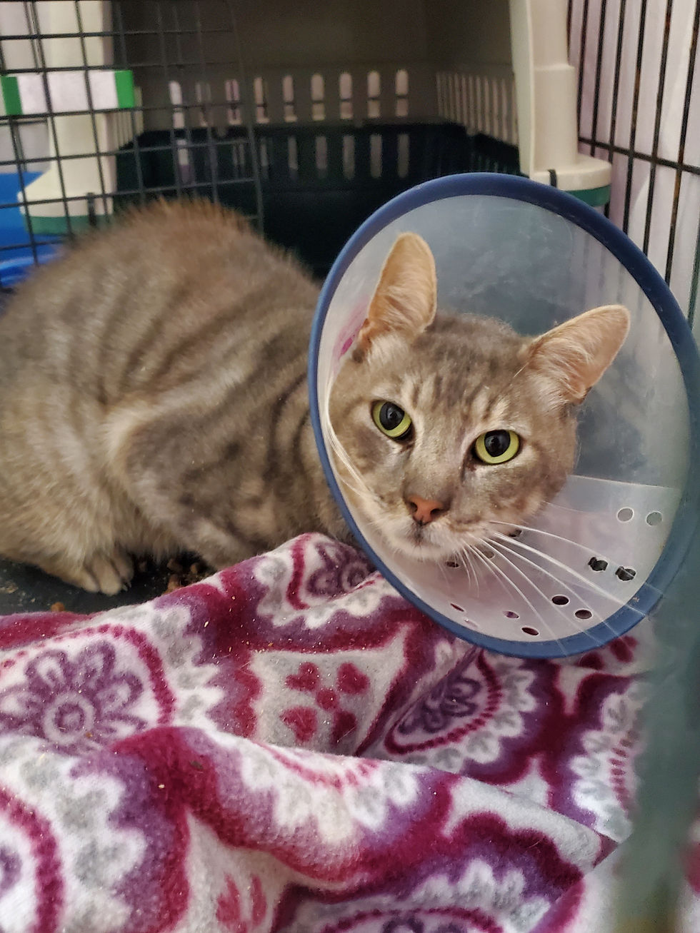 Grey tabby cat wearing a cone, resting on a blanket