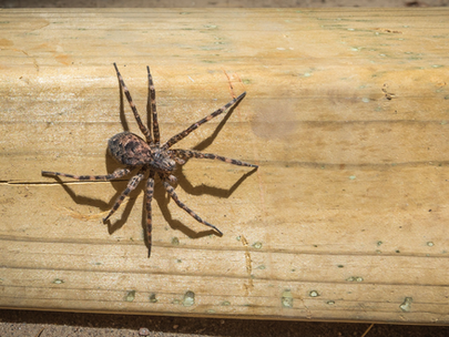 Pest Education: Spiders in Ontario