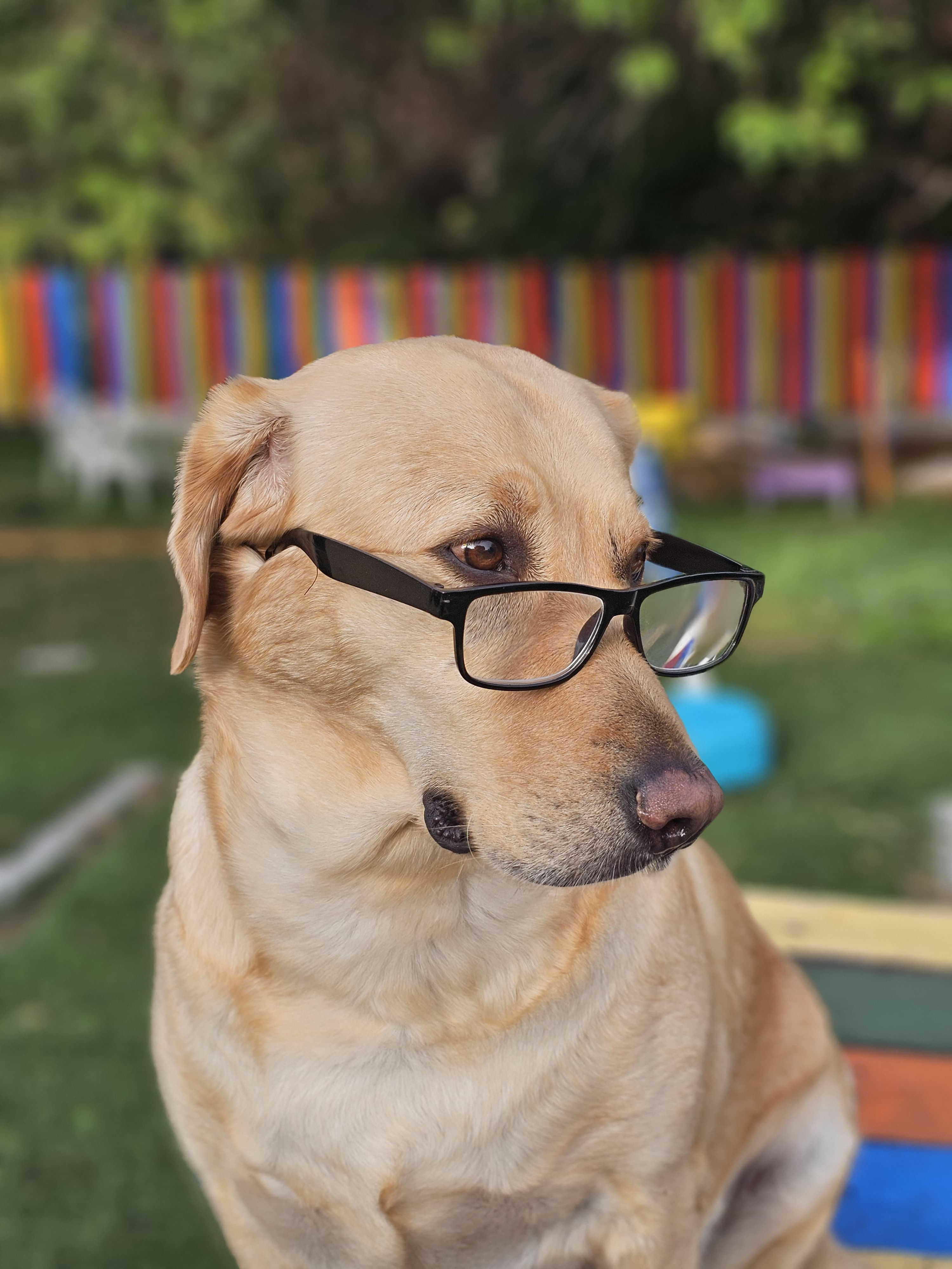 Imagen de Matilda con lentes