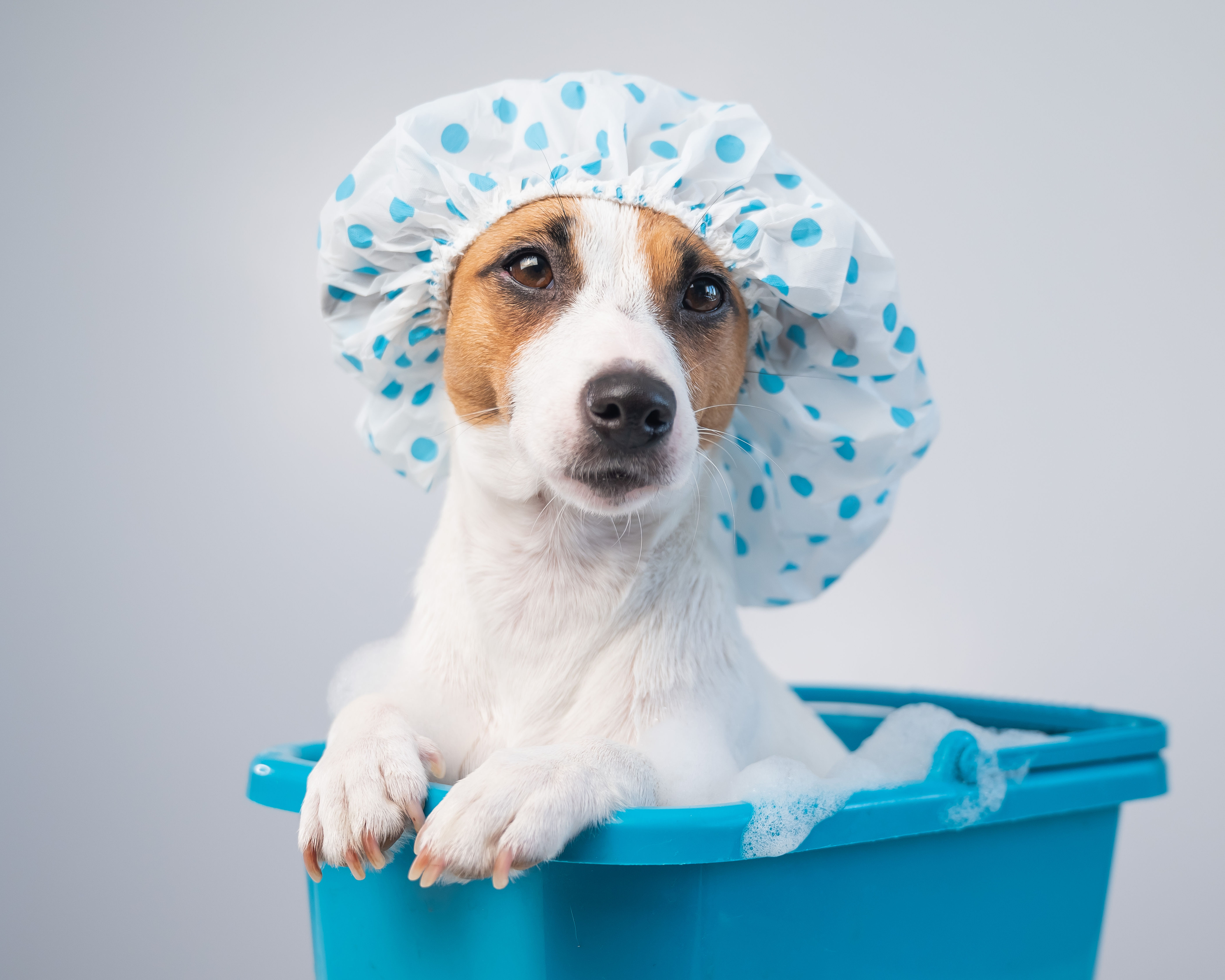 Imagen de un perros