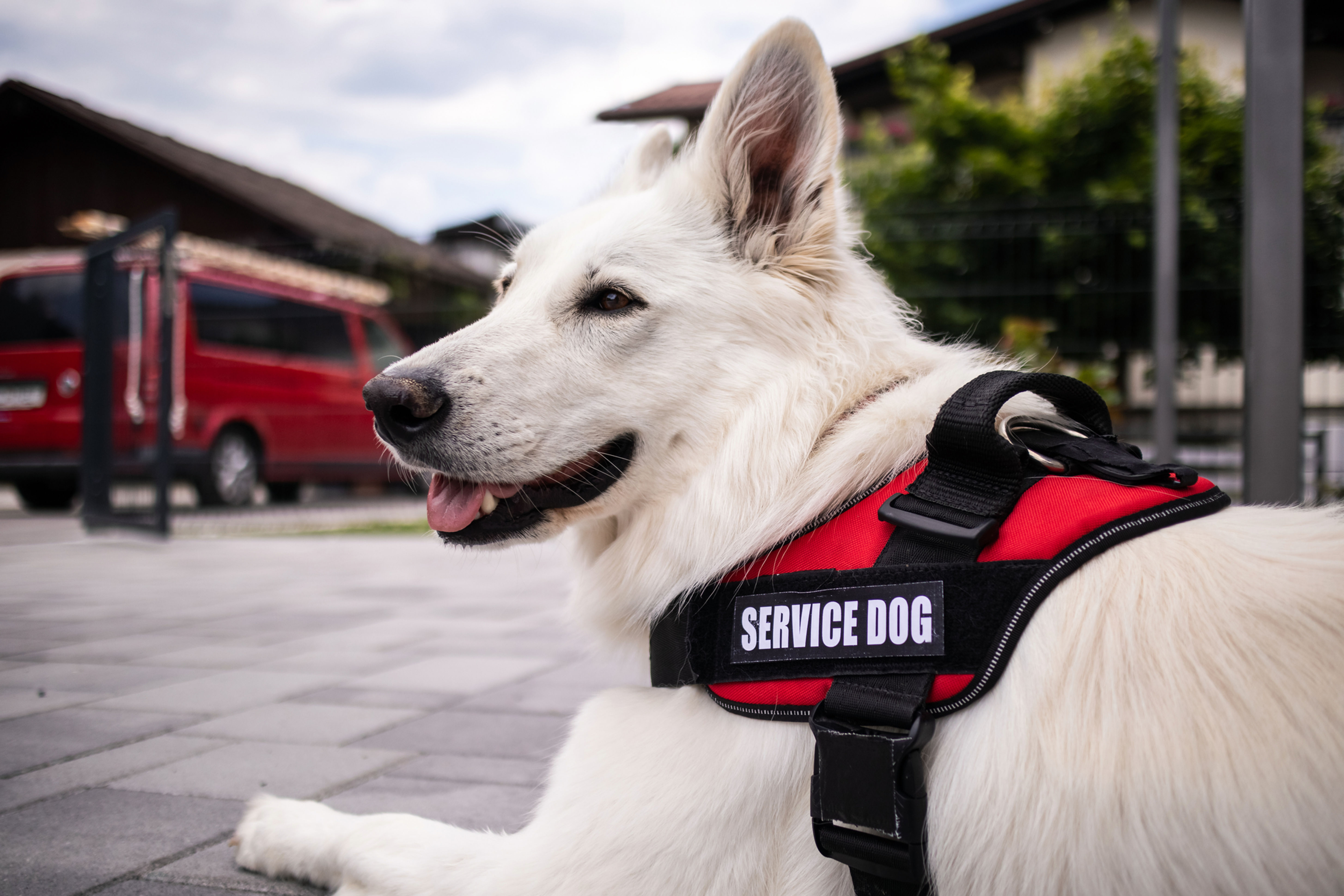 Imagen de un perro de servicio