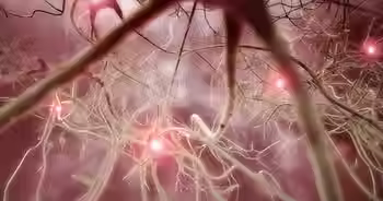 Les connections neuronales dans le cerveau