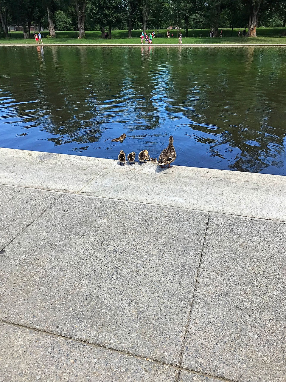 The ducklings!