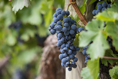 grapes-7157943_1280.jpg