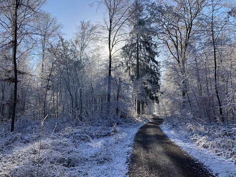 Wald auf dem Härten bei mir