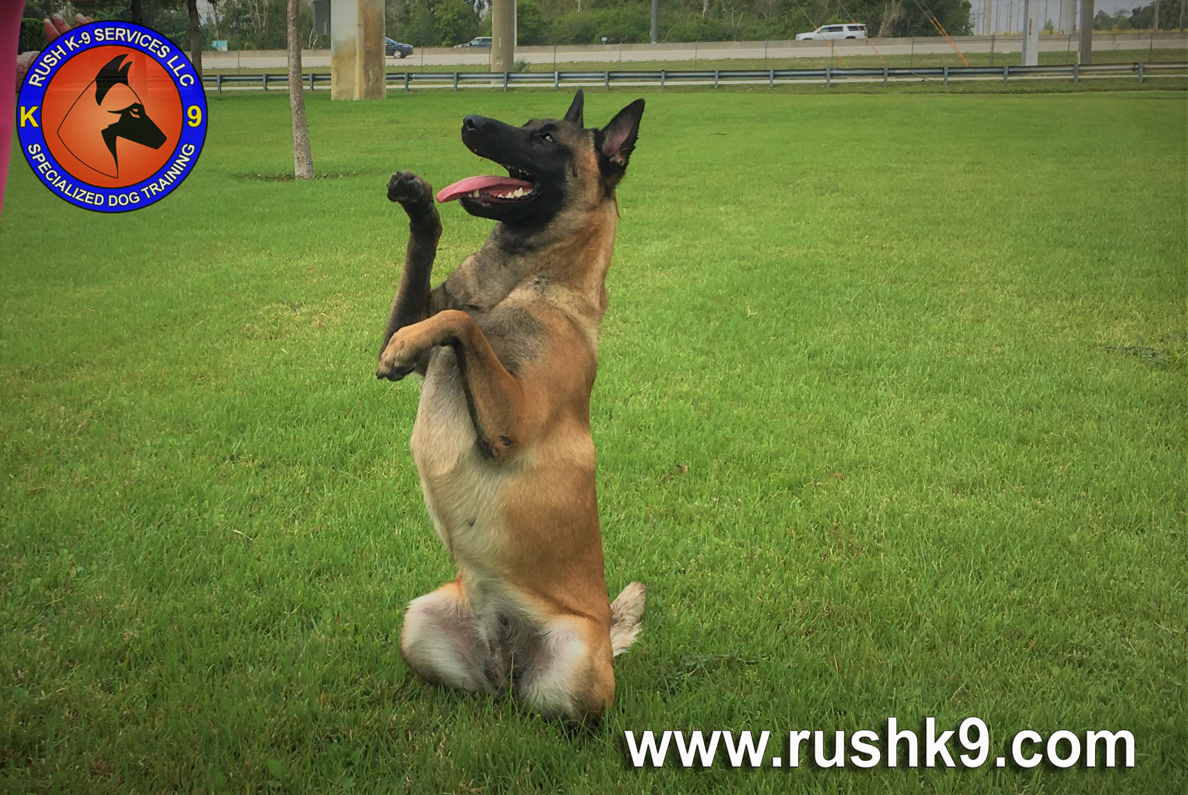 rush k9