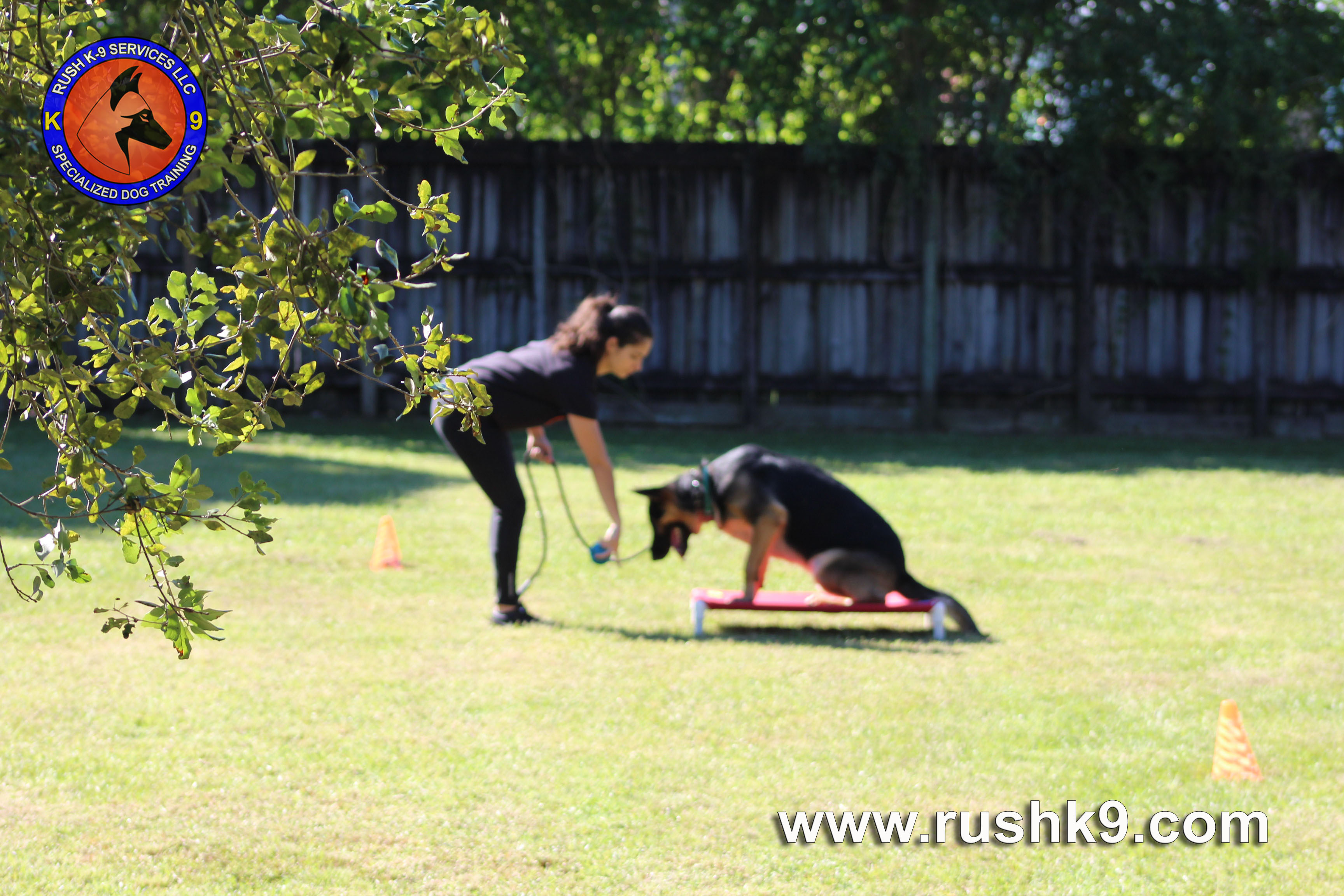 treeing tennessee brindle puppies for sale