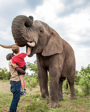 Adventures with elephants.jpg