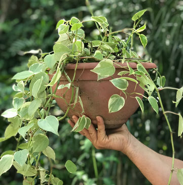 Imagens-clayton-costa-jardins-riodejaneiro