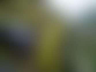 Essential Roof Cleaning Tips for Homeowners in Brandon, Suffolk