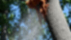 Tree Removal.jpg
