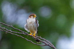 Red Necked Falcon